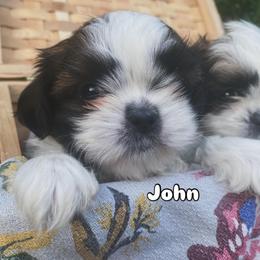 John - Brindle and white male Shih Tzu puppy in Jasper, Georgia from Tiny Bubbles Shih Tzus