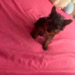 Daisy - Blue and gold female Yorkshire Terrier puppy in Los Angeles, California from Munoz yorkies