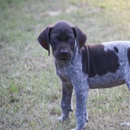 German Shorthaired Pointer and Labrador Retriever Puppies from LL Gun Dogs, LLC