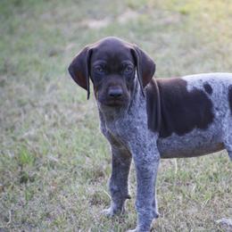 German Shorthaired Pointer and Labrador Retriever Puppies from LL Gun Dogs, LLC