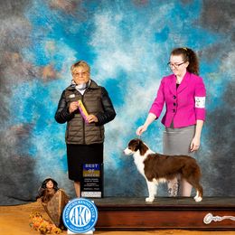 Fire - Miniature American Shepherd