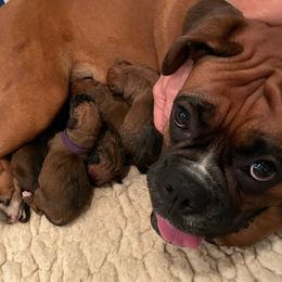 Boxers from Shelley's Boxers