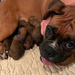Boxers from Shelley's Boxers