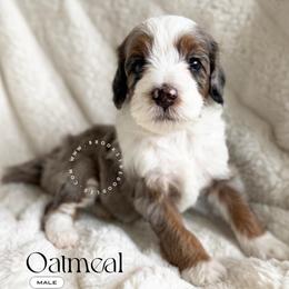 Oatmeal - Blue merle male Bernedoodle puppy in Temecula, California from Brookside Bernedoodles