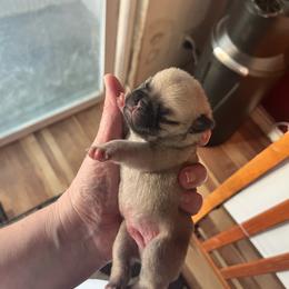 Pink - Fawn female Pug puppy in Tacoma, Washington from Glamour pugs