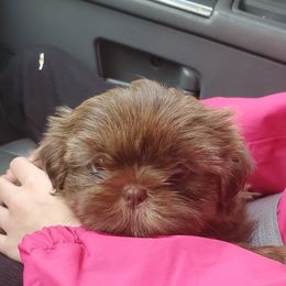 Shih Tzu Puppies from Laurie's shih tzus