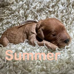 Summer - Apricot female Cavapoo puppy in Chelan, Washington from North Cascades Doodles