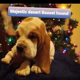 Basset Hound Puppies from Majestic Desert Basset Hounds