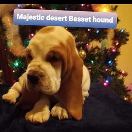 Basset Hound Puppies from Majestic Desert Basset Hounds