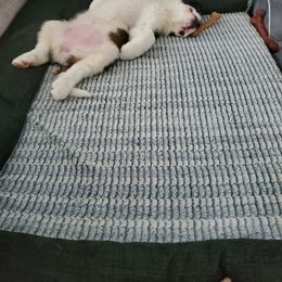 Companion Cross and Saint Bernard Puppies from Coleman Saint Bernards of Ohio