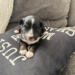 Sable - Black & white female Toy Australian Shepherd puppy in Menifee, California from Riders Toy Aussies