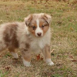 Latte - Australian Shepherd puppy from Silverbrook Australian Shepherds
