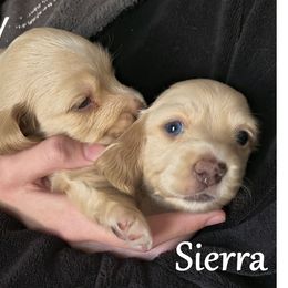 Dachshund Puppies from Costal Cream Doxies