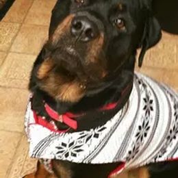 Rottweilers from Ridge Rottweilers