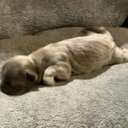 Dutchess - Chocolate female Shih Tzu puppy in Pleasant Shade, Tennessee from Kuntry Tyme Shih Tzu
