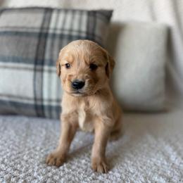 Male 2, Silver - Golden male Golden Retriever puppy in Utah from Deseret Peak Goldens