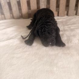Marshmallow - Black male Goldendoodle puppy in Luana, Iowa from Country View Bernedoodles and Goldendoodles