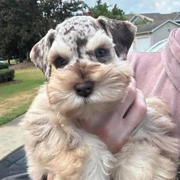Keiko - Dapple male Dachshund puppy in Unadilla, Georgia from Hamsley's Puppy Palace
