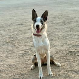 Wild - Border Collie