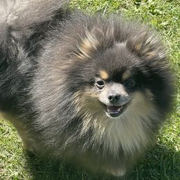 Cora - Pomeranian