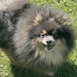 Cora - Pomeranian