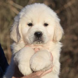 Brew - Light golden male Golden Retriever puppy in Hagerstown, Maryland from Pinewood Acres Goldens