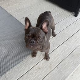 French Bulldog puppies from Denver Rottweilers