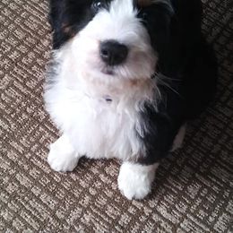 Bernedoodles and Poodles from My Tender Loving Paws