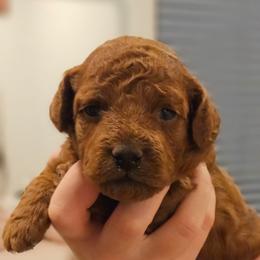 Mini - Red female Cavapoo puppy in Glendale, Arizona from Cool Cavapoos