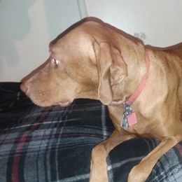 Vizslas from Vizsla's of Heaven