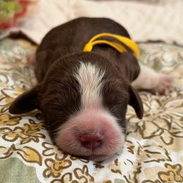 Willie - Tri-Roan male English Springer Spaniel puppy in Cookeville, Tennessee from Krossroads Kennel
