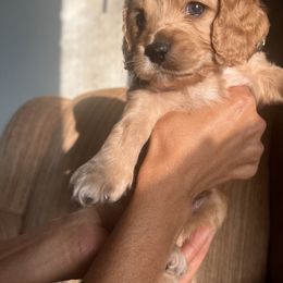 Cockapoo Puppies from Daysi's Puppies
