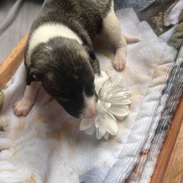 Hiccup - White and blue brindle male Whippet puppy in London, Kentucky from Tigger’s Whippets