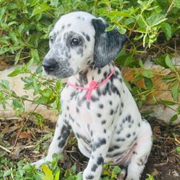 Pink (LUA) - White and black female Dalmatian puppy in Westhoff, Texas from Smart Dalmatians