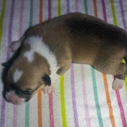 Spot - Sable male Pembroke Welsh Corgi puppy in Nortonville, Kansas from Low Riders Corgis & Mini Aussies