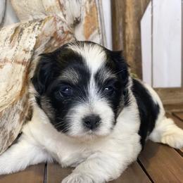 Cavapoo and Coton de Tulear Puppies from Big Gulch Puppies