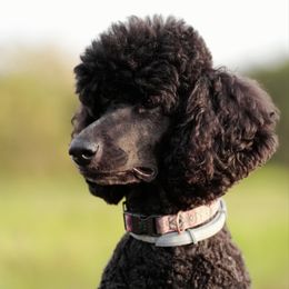 Nelly - Poodle