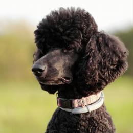 Nelly - Poodle
