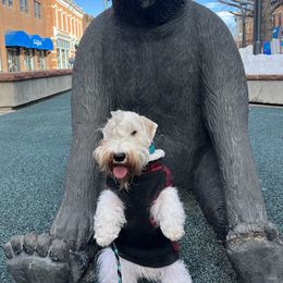 Sealyham Terriers from Altaco