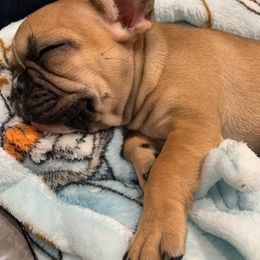 French Bulldog Puppies from Elite Bullies Miami