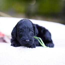 Green collar - Black male Goldendoodle puppy in Spokane, Washington from Doodle Love