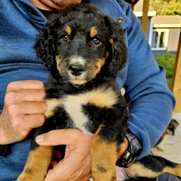 Daisy - female Australian Mountain Doodle puppy in Kimball, Michigan from Perfect Companion Puppies