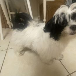 Companion Cross Puppies from Puppies Full of Love