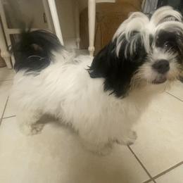 Companion Cross Puppies from Puppies Full of Love