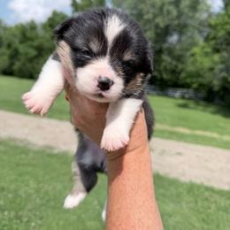 Brown - Black and tan female Pembroke Welsh Corgi puppy in Saint Paris, Ohio from Lee Farm
