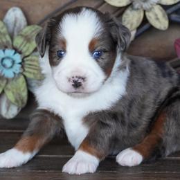 Blue Merle 1 - Blue merle male Miniature Australian Shepherd puppy in Lawton, Oklahoma from Lindsey’s Aussies