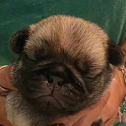 Black Collar Boy - Fawn male Pug puppy in New Braunfels, Texas from Kex Pug Haus