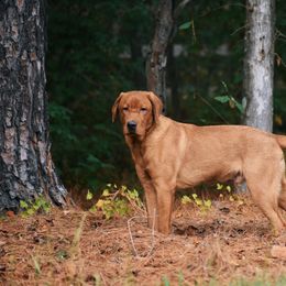 Judge - Labrador Retriever