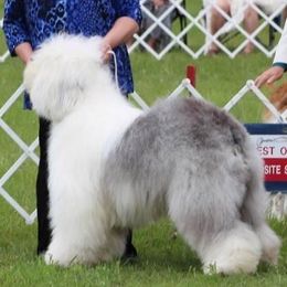 Old English Sheepdogs from Redings Retreat