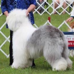 Old English Sheepdogs from Redings Retreat